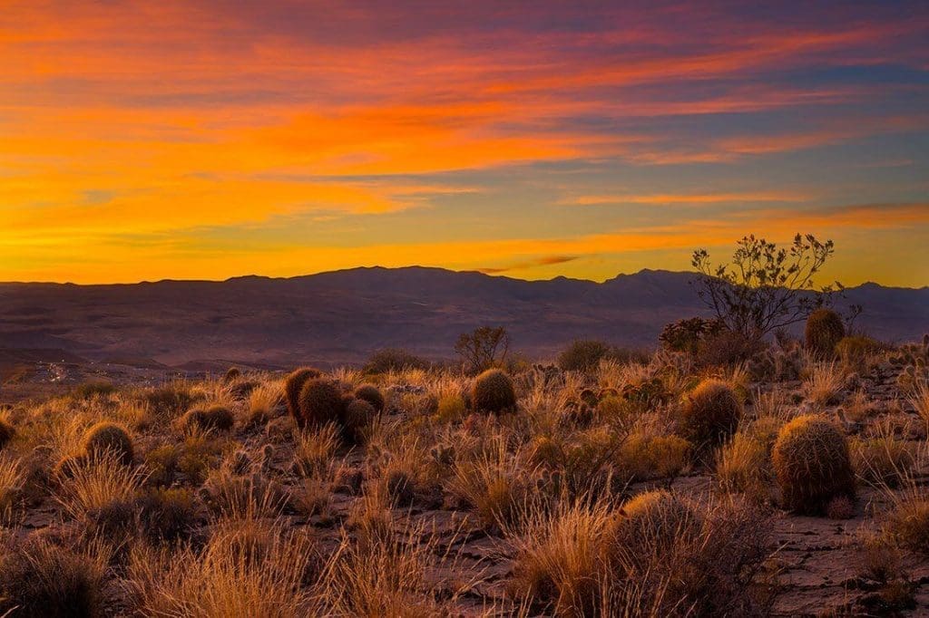 Desert Color Sunset Cactus