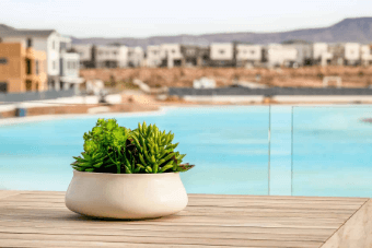 plant by a pool at desert color